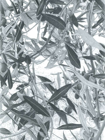 Olive tree