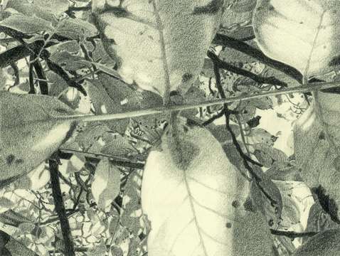 October light under the foliage