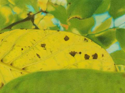 Lanscape of leaves
