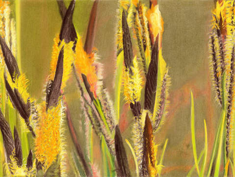 Glowing grass
