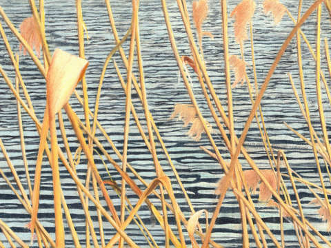 Grass and water