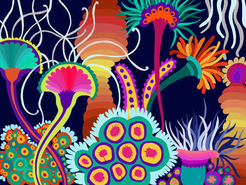 Cambrian reef