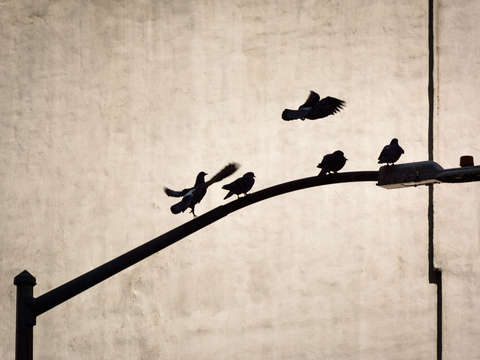 Birds of a feather 4
