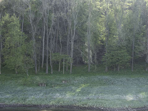 Elbe forest morning