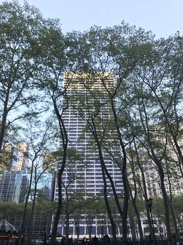 Building behind a tree manhattan nyc