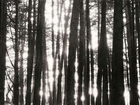 Trees at sunset 2
