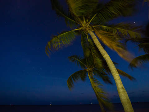 Night palms