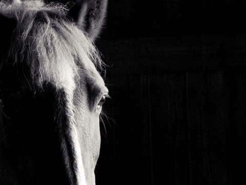 Horse 4