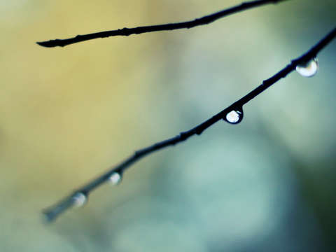 Water droplets