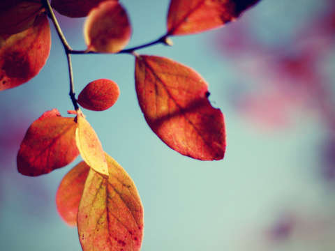 Autumn colors