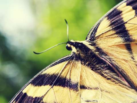Tiger swallowtail