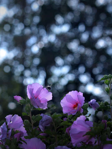 Bee bokeh