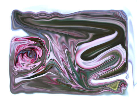 Hedge rose 0062