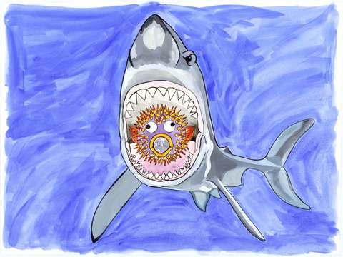 Shark eating pufferfish