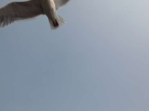 Seagull seattle