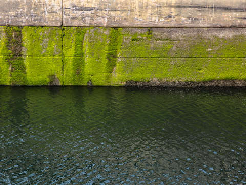 Moss at the ballard locks