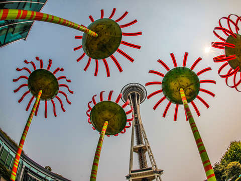 Sonic bloom sunflowers