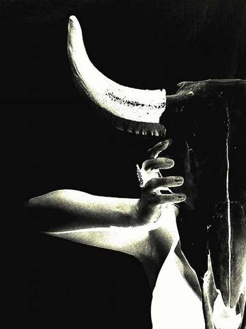steer horn silloutte.