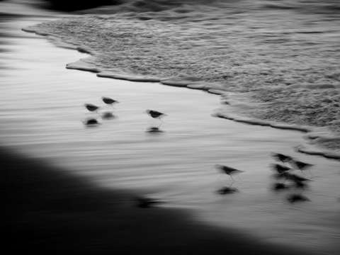 Snowy plovers