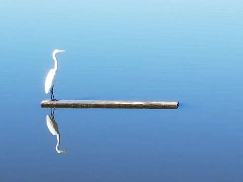 Crane