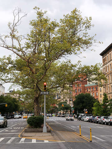 Harlem new york