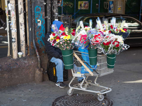 Flowers in bulk
