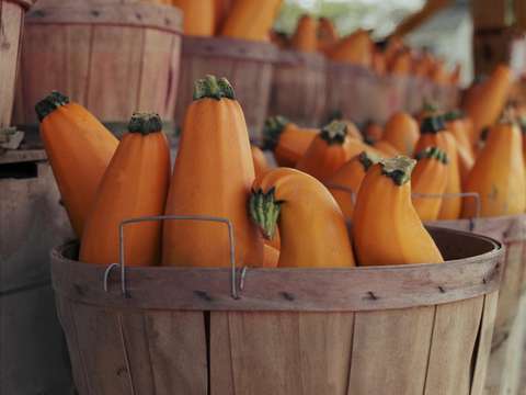 Squash