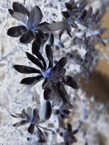 Darkbeauty 1120