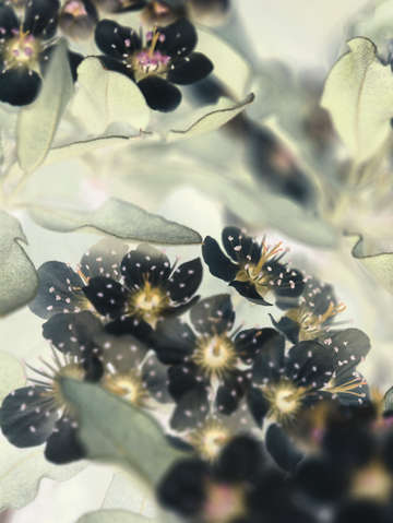 Darkbeauty 2904