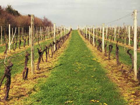 Vineyard