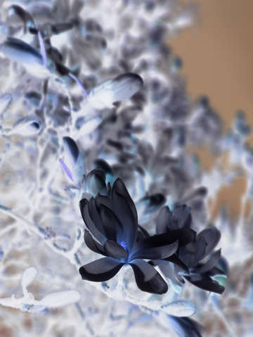 Darkbeauty 1121