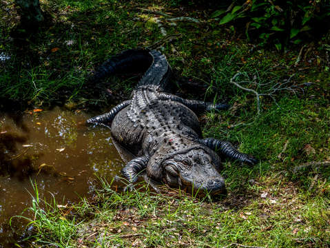 Gator dsc 1673