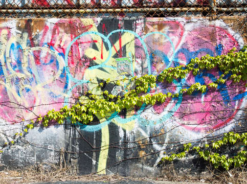 Vines tangled in color