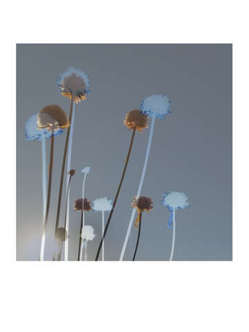 Dune flowers 00409 a