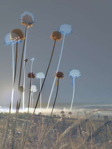 Coastal flowers 00409 b