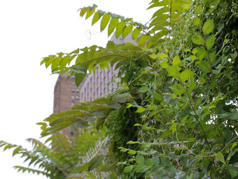 Buildings behind some tree of heaven along a fence