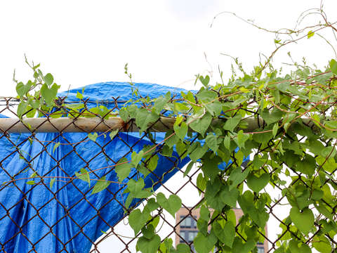 Lower east side vines and blue tarp along a fence