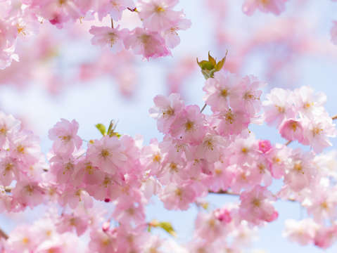 Cherry blossom flowers in prospect park brooklyn n