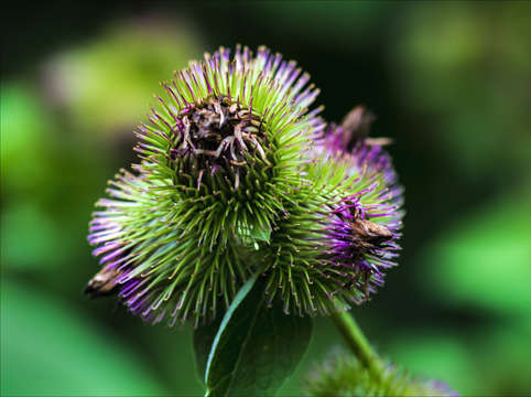 Thistle 2