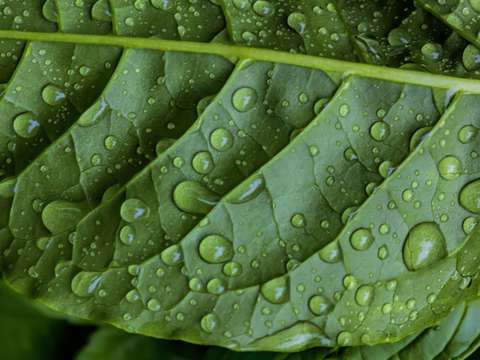 Raindrops and leaf