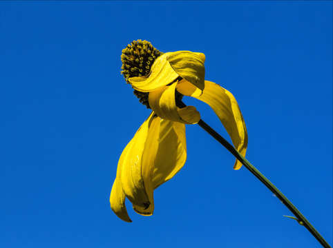 Yellow flower blue sky