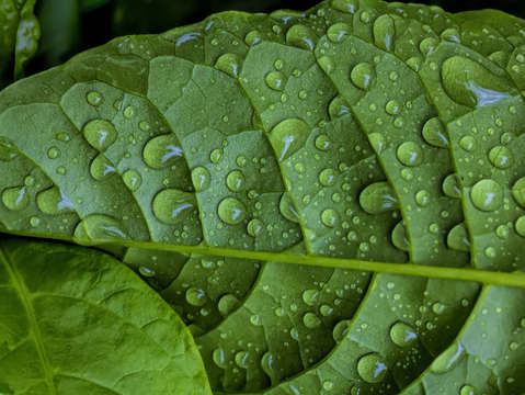 Raindrops and leaf 2