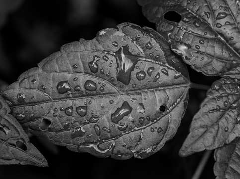 Raindrops and leaf 3