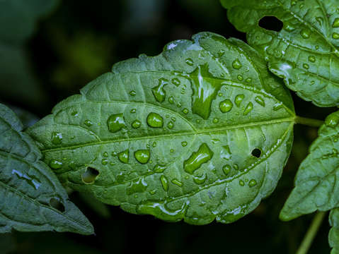 Raindrops and leaf 4