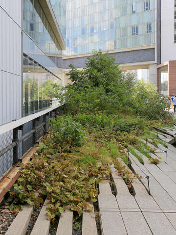 Plants along the high line chelsea nyc