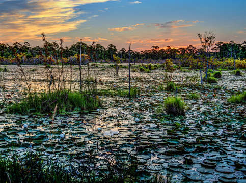 Mobile street wetlands dsc 0298