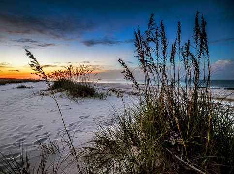 Mobile beach grasses dsc 0250