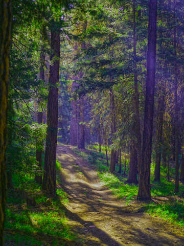 Forest road to nowhere