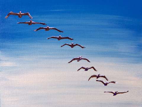 Pelicans