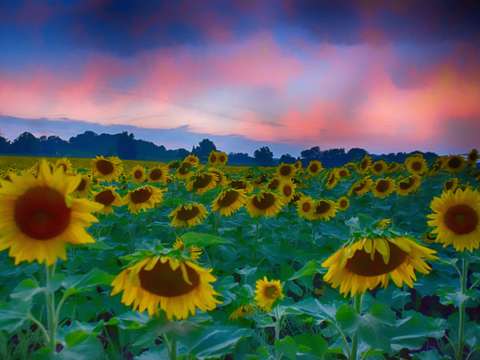 Pink sunflowers